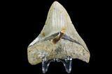 Fossil Megalodon Tooth - North Carolina #109525-1